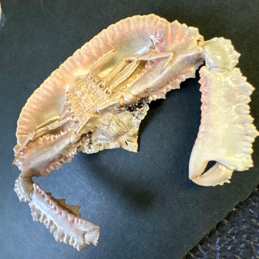 希少生物！？　蟹　カニ　剥製　標本　カワリヒシガニ　ヒシガニ系　甲殻類　自然