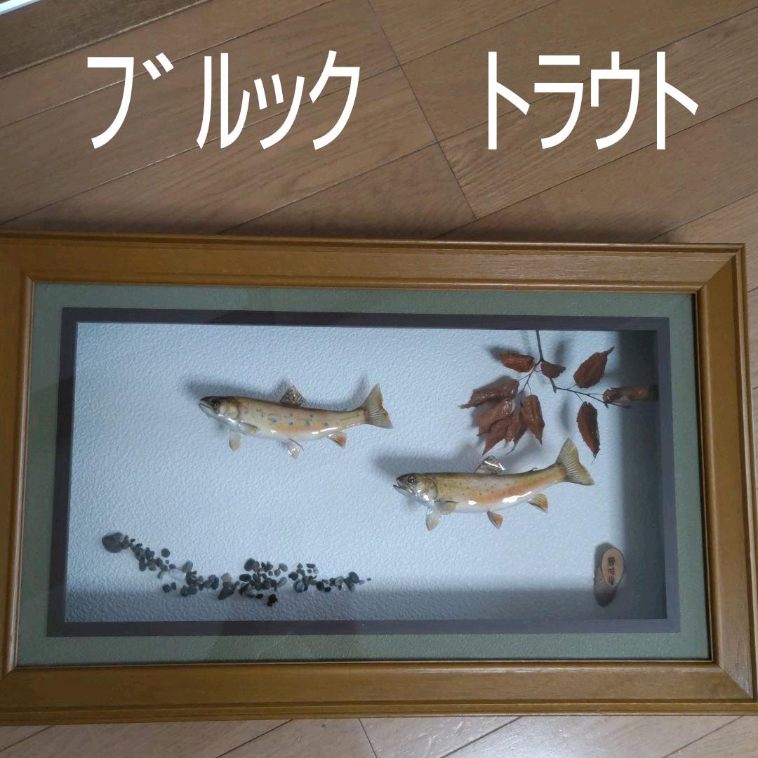 剥製　ブルックトラウト　額入り