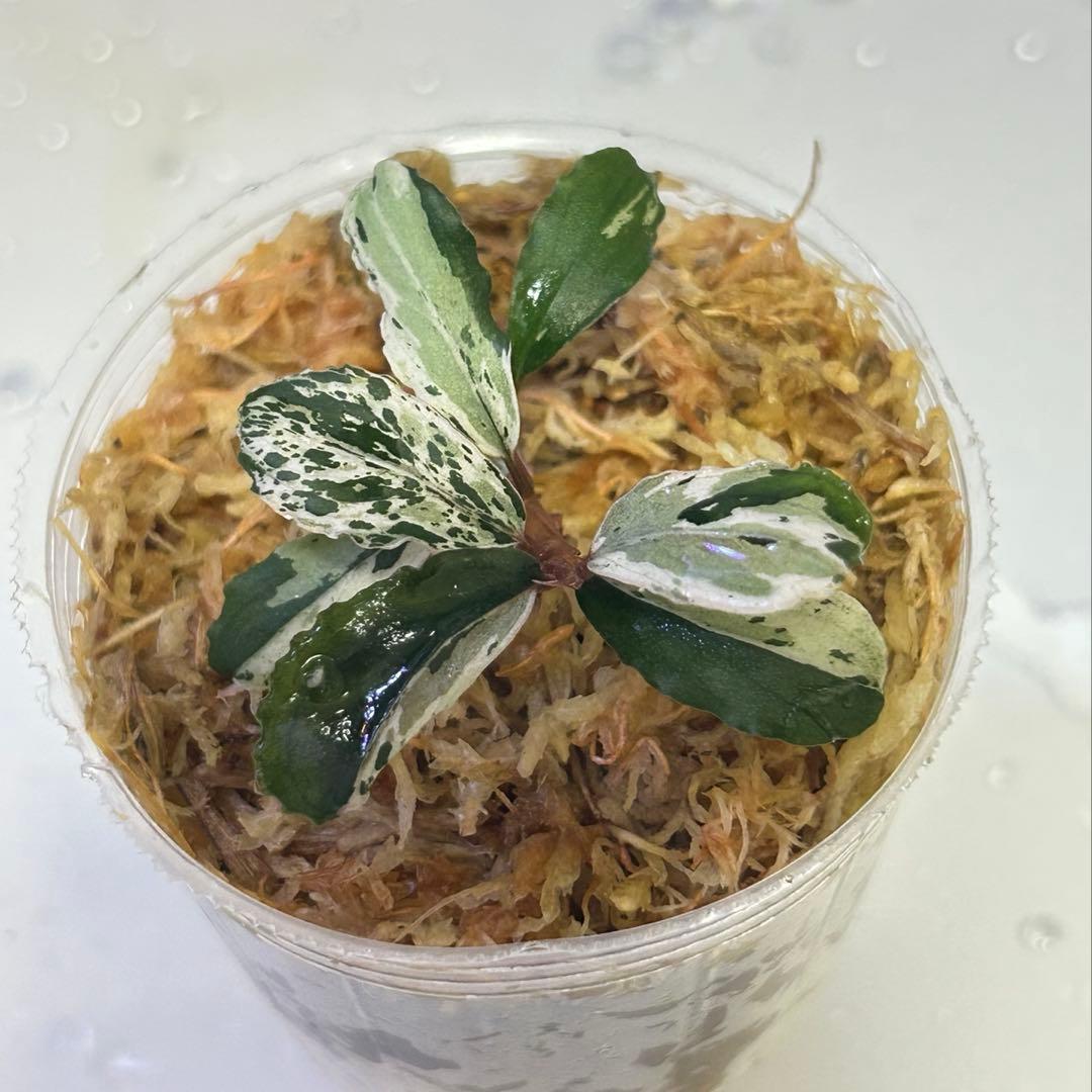 Bucephalandra sp. Variegata Hn:福袋CAKUMI