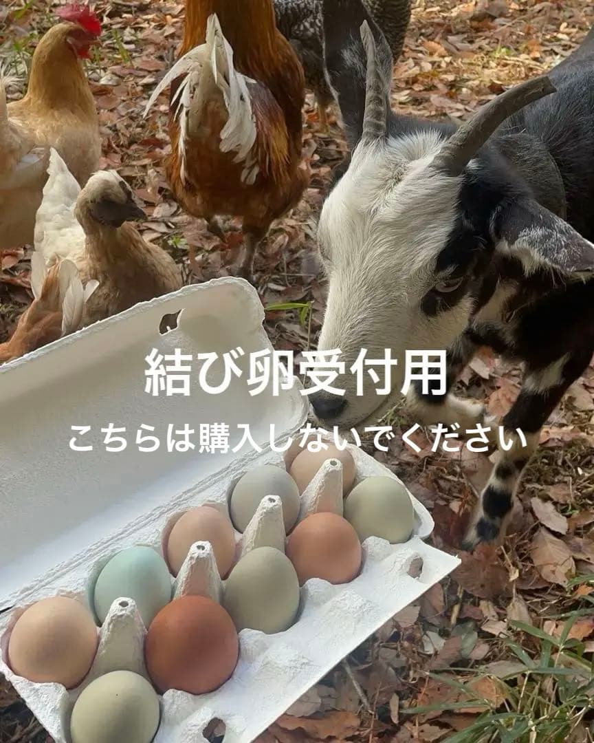 【受付用】結び卵　放し飼い有精卵　終生飼育