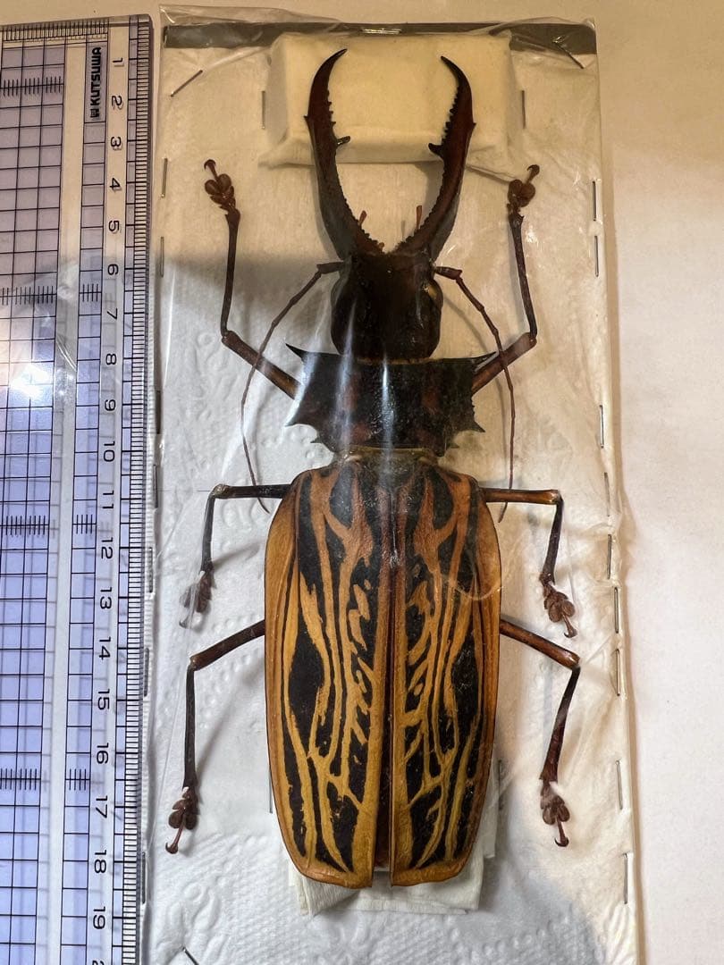 ペルー　オオキバウスバカミキリA-標本　162mm弱
