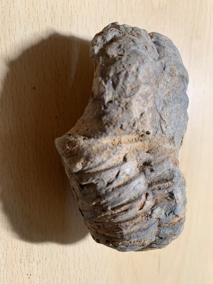 【希少】三葉虫の化石　大型（約8.5cm）