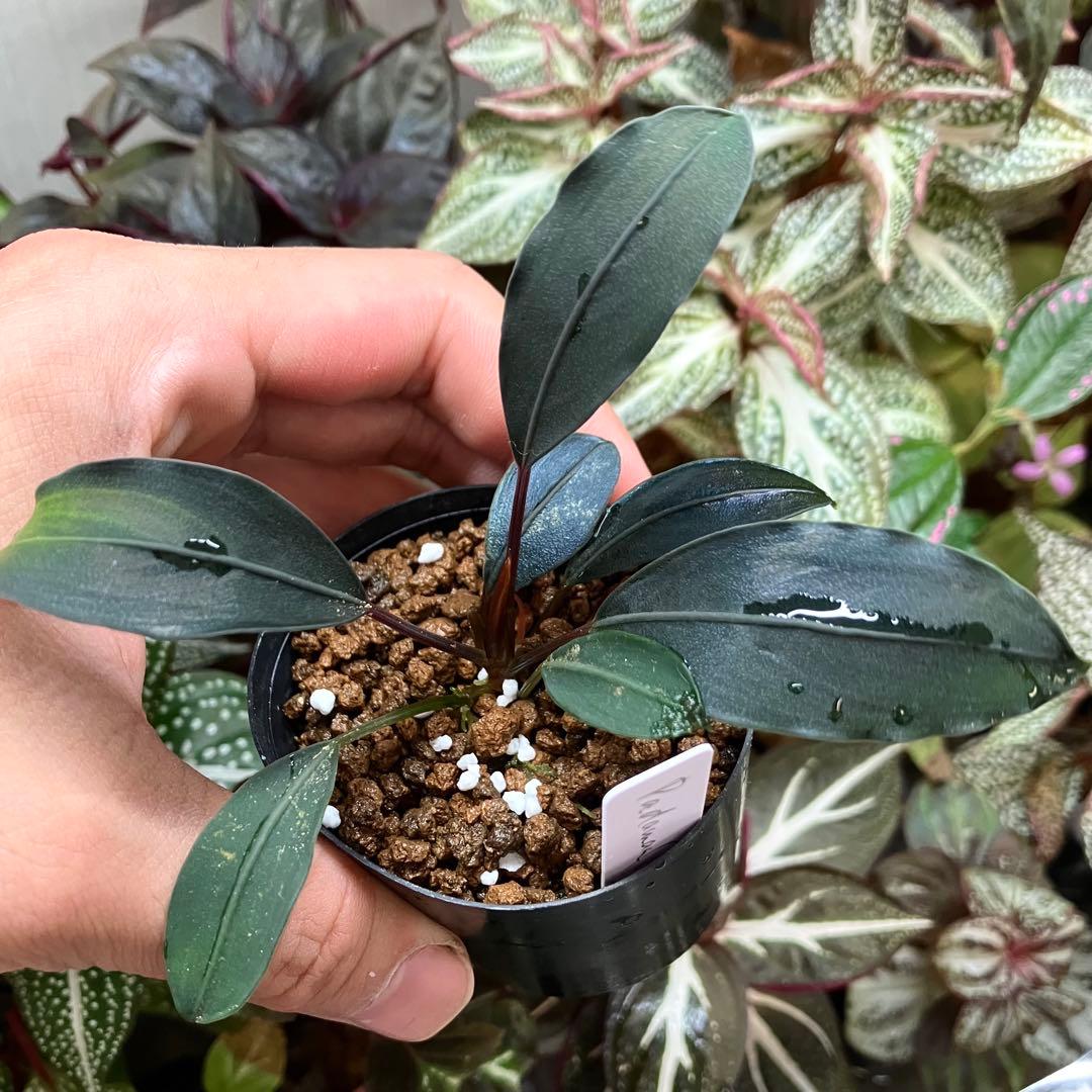 水草 Bucephalandra motleyana Padawan