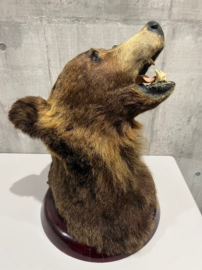 ヒグマ　トロフィー　置物　剥製　大型