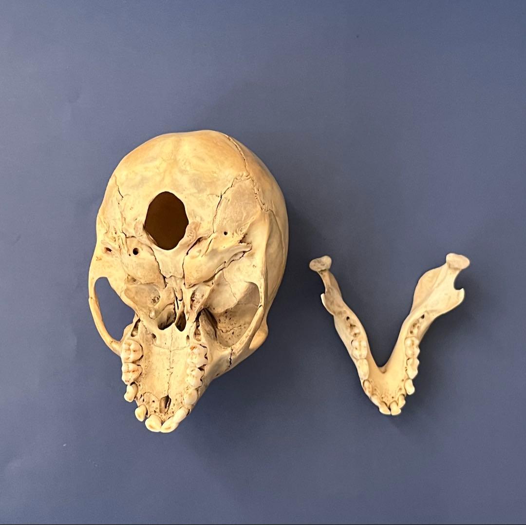 猿の頭蓋骨　骨格標本