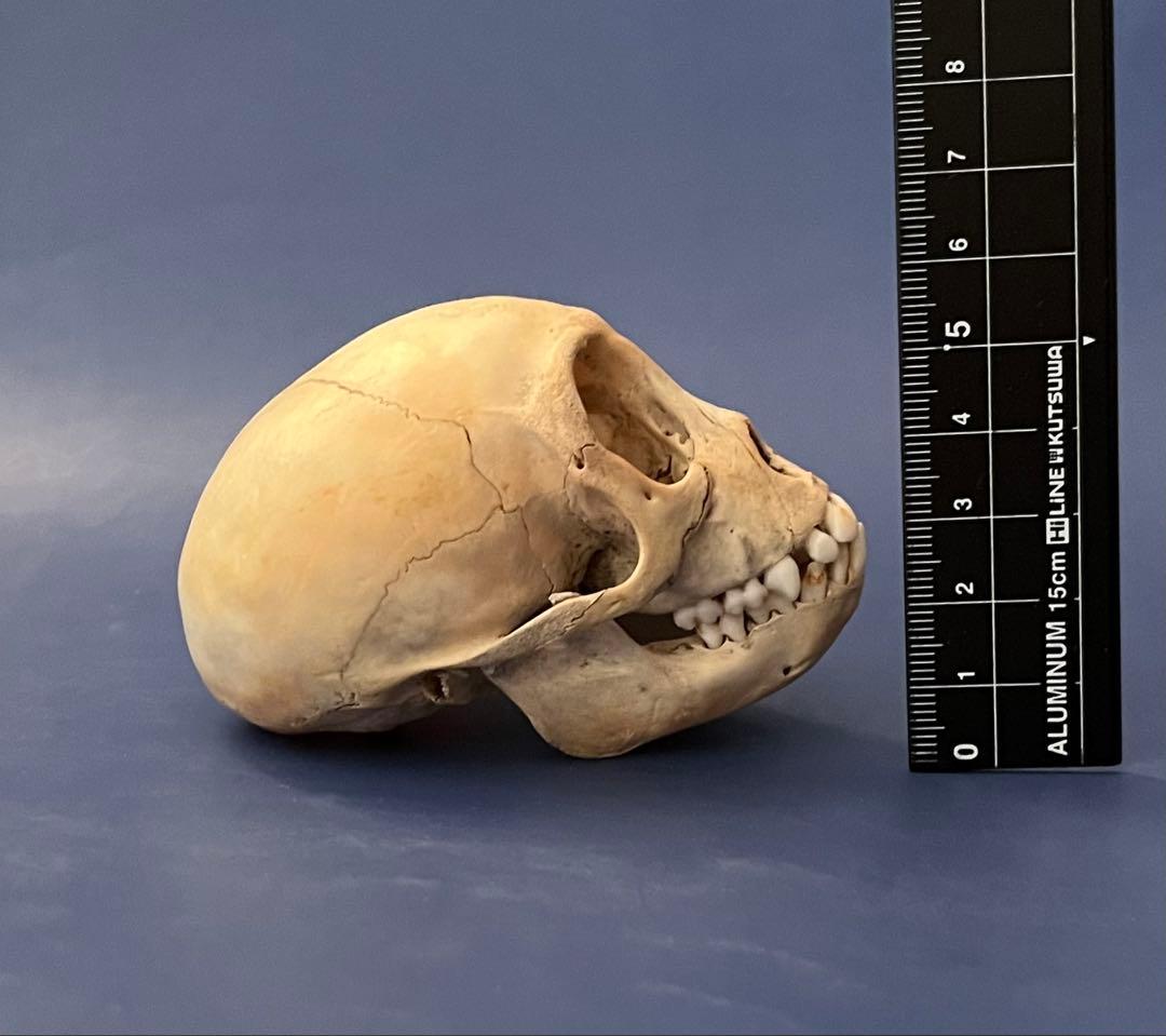 猿の頭蓋骨　骨格標本