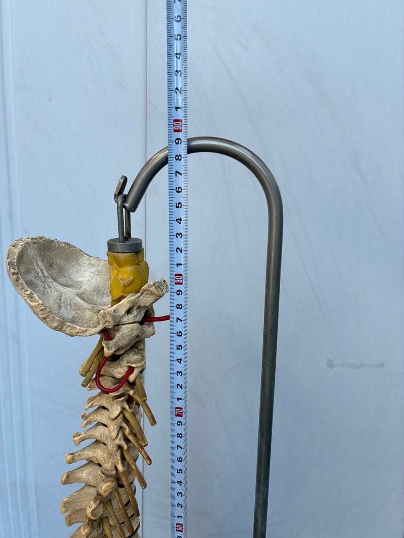 脊椎模型 約90cm