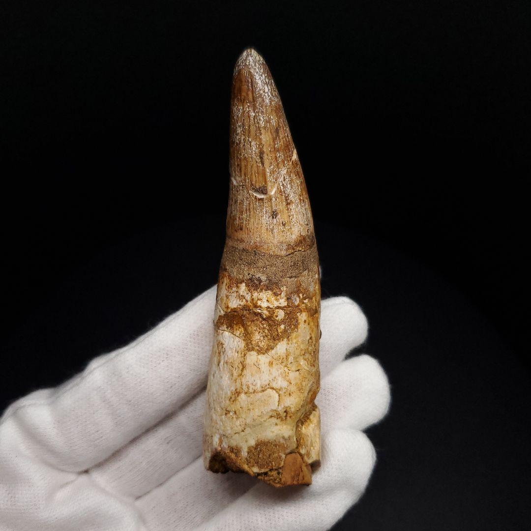古代 ワニ エロスクス 歯 本物 化石 モロッコ産 86.96mm fr141