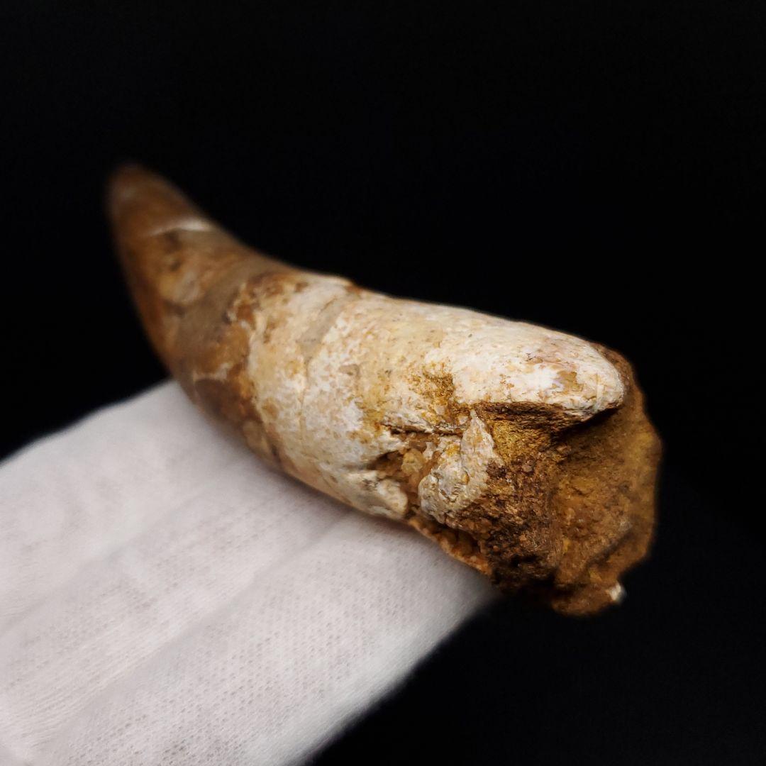 古代 ワニ エロスクス 歯 本物 化石 モロッコ産 86.96mm fr141