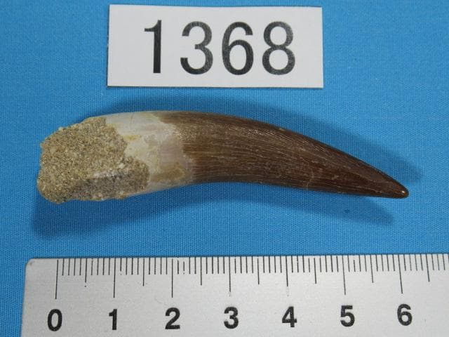 プレシオサウルスの歯　62ｍｍ　恐竜　No.1368