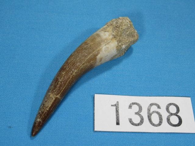 プレシオサウルスの歯　62ｍｍ　恐竜　No.1368