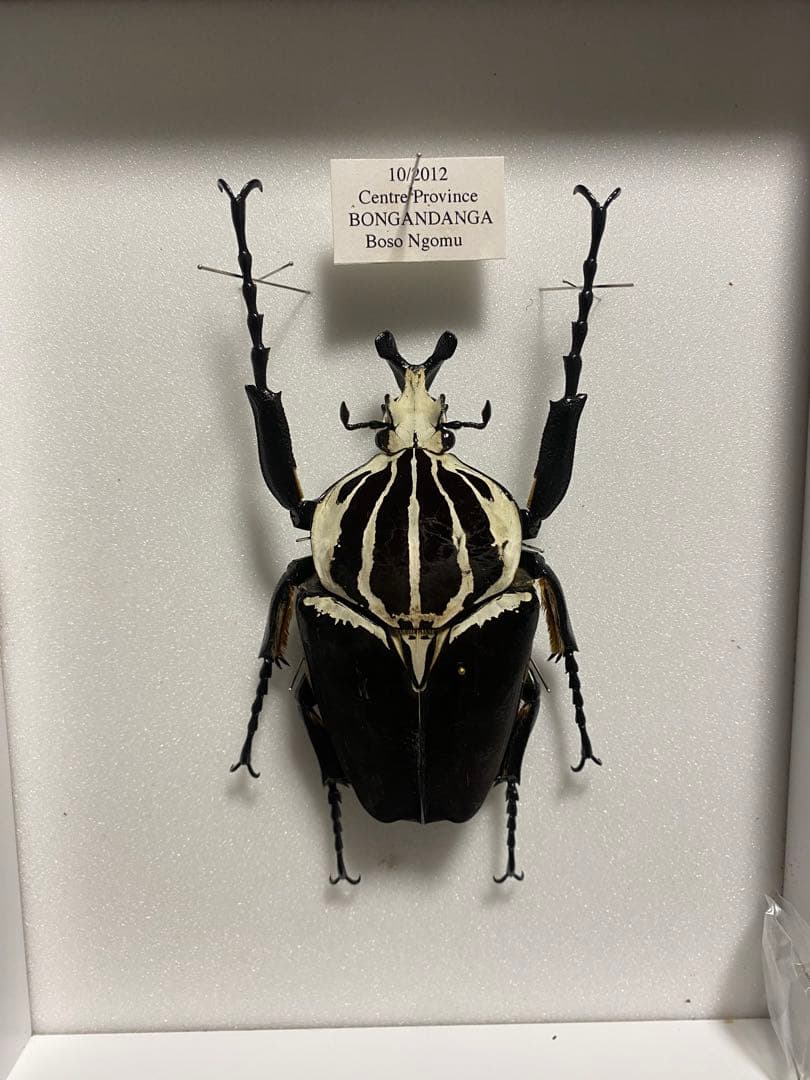 特大ゴライアスオオツノハナムグリ