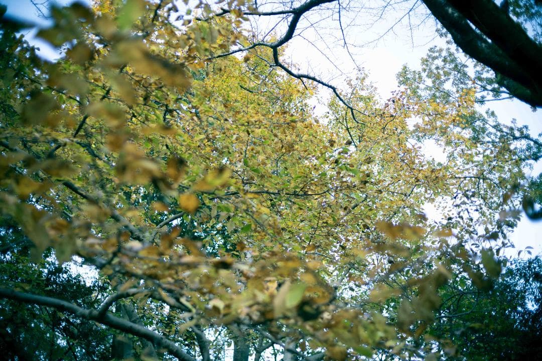 【作例あり】Canon YONGNUO EF35mm F2.0 EFマウント