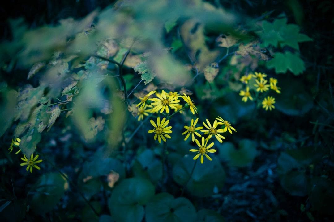 【作例あり】Canon YONGNUO EF35mm F2.0 EFマウント