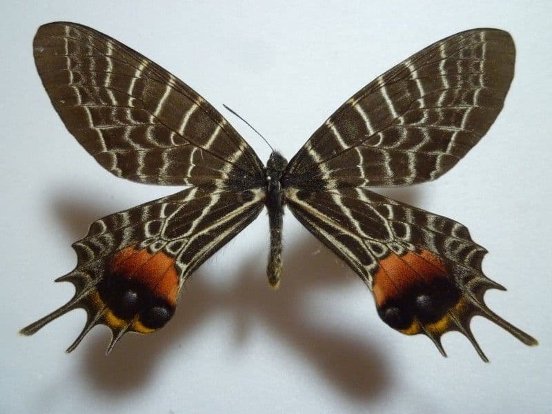 【外国産蝶標本】シボリアゲハ♂/タイ.チェンダオ産/96mm