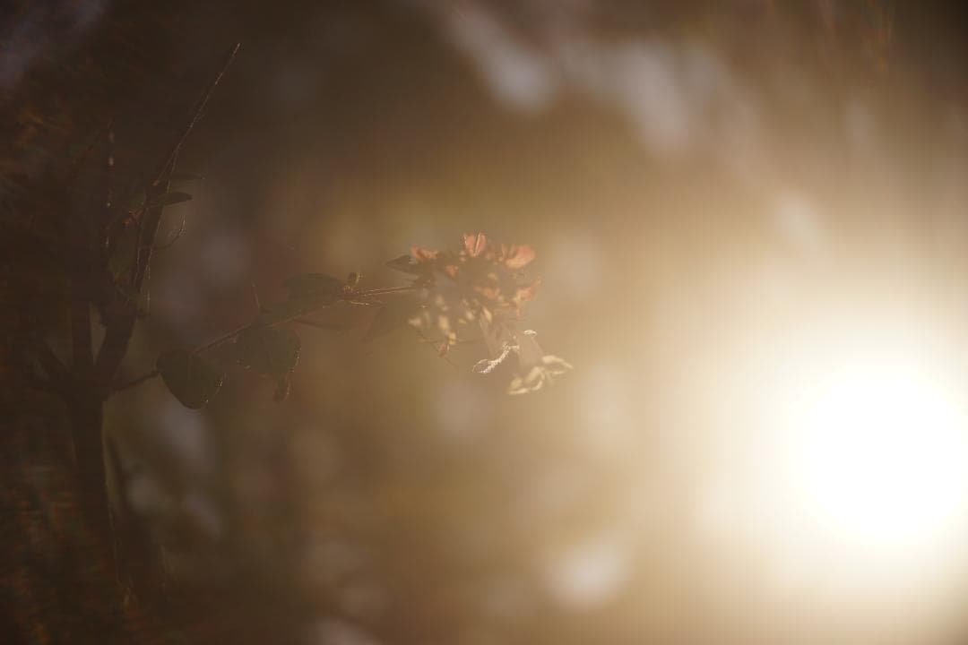 限界値下げ！Som Berthiot Cinor 50mm f3.5 M改 銘玉