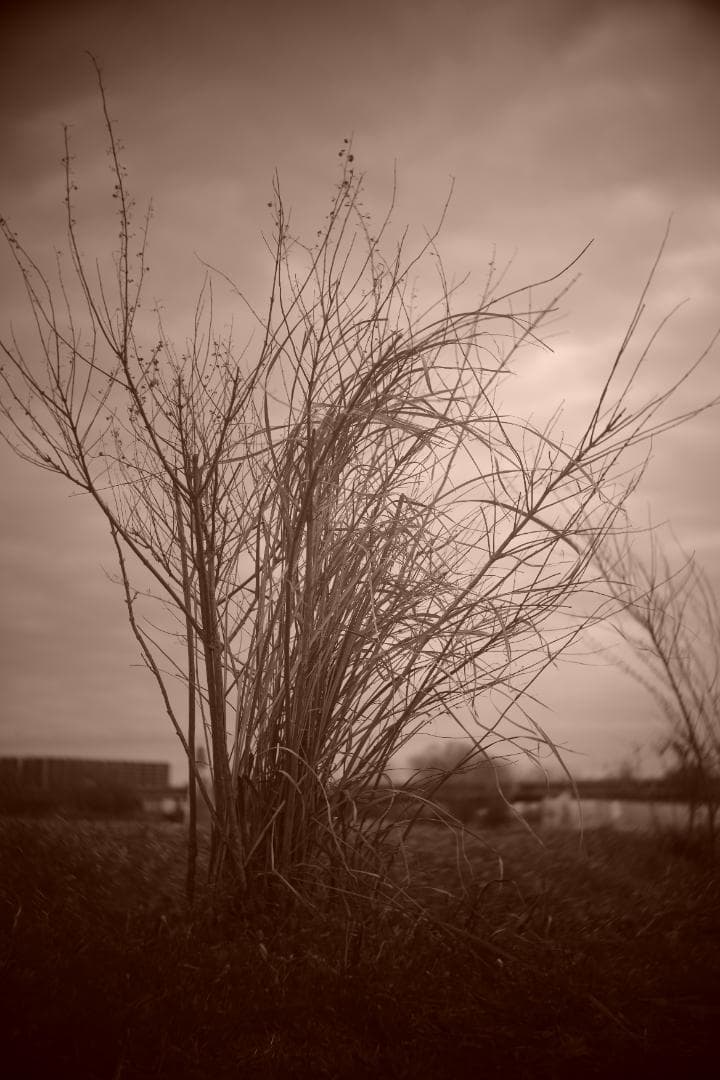 限界値下げ！Som Berthiot Cinor 50mm f3.5 M改 銘玉