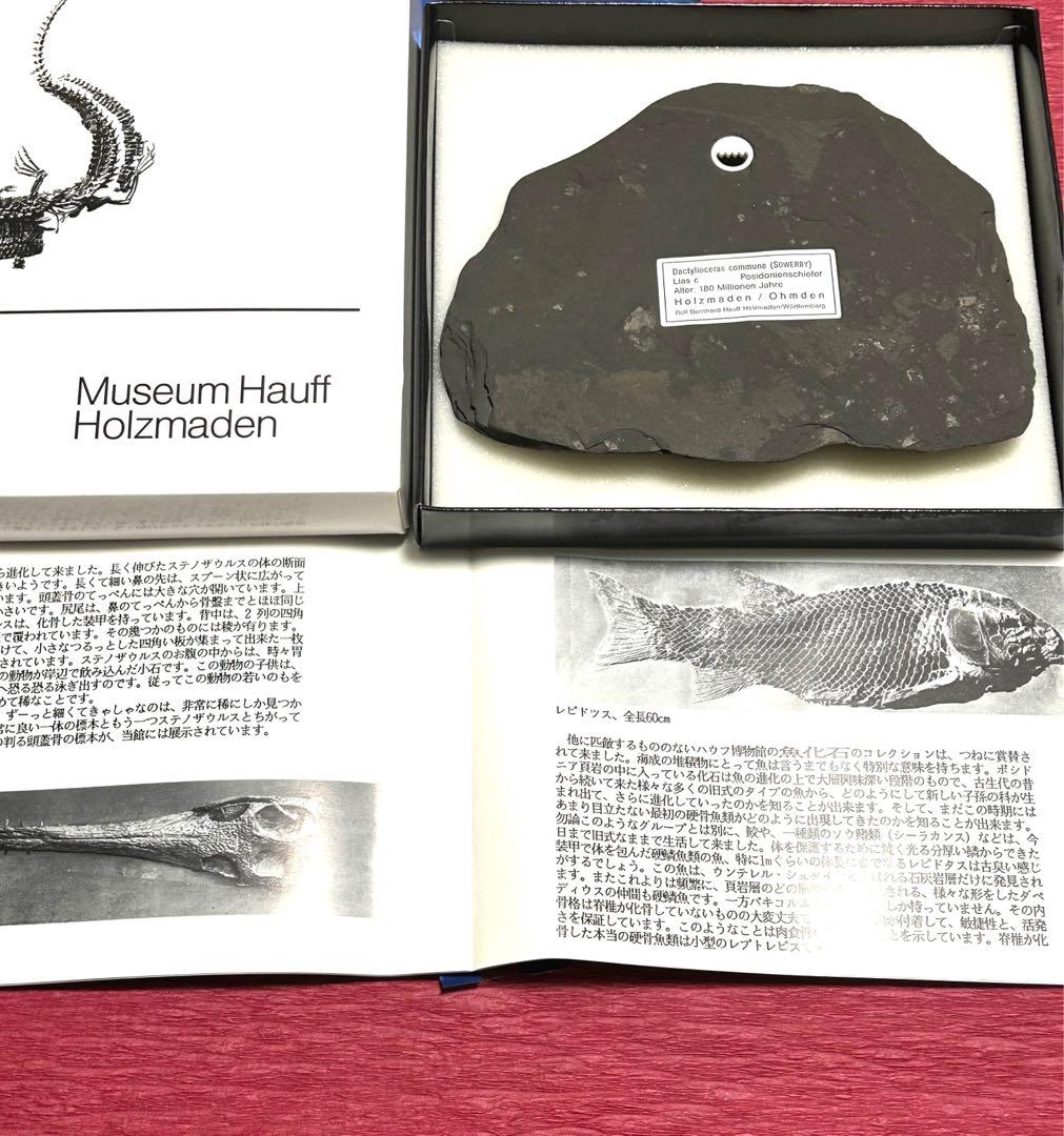 新品1億8000万年前アンモナイト化石2点　ドイツホルツマーデンハウフ化石博物館