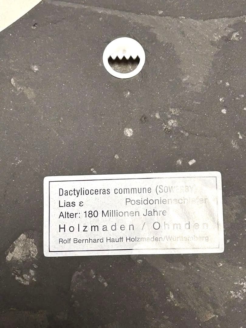 新品1億8000万年前アンモナイト化石2点　ドイツホルツマーデンハウフ化石博物館