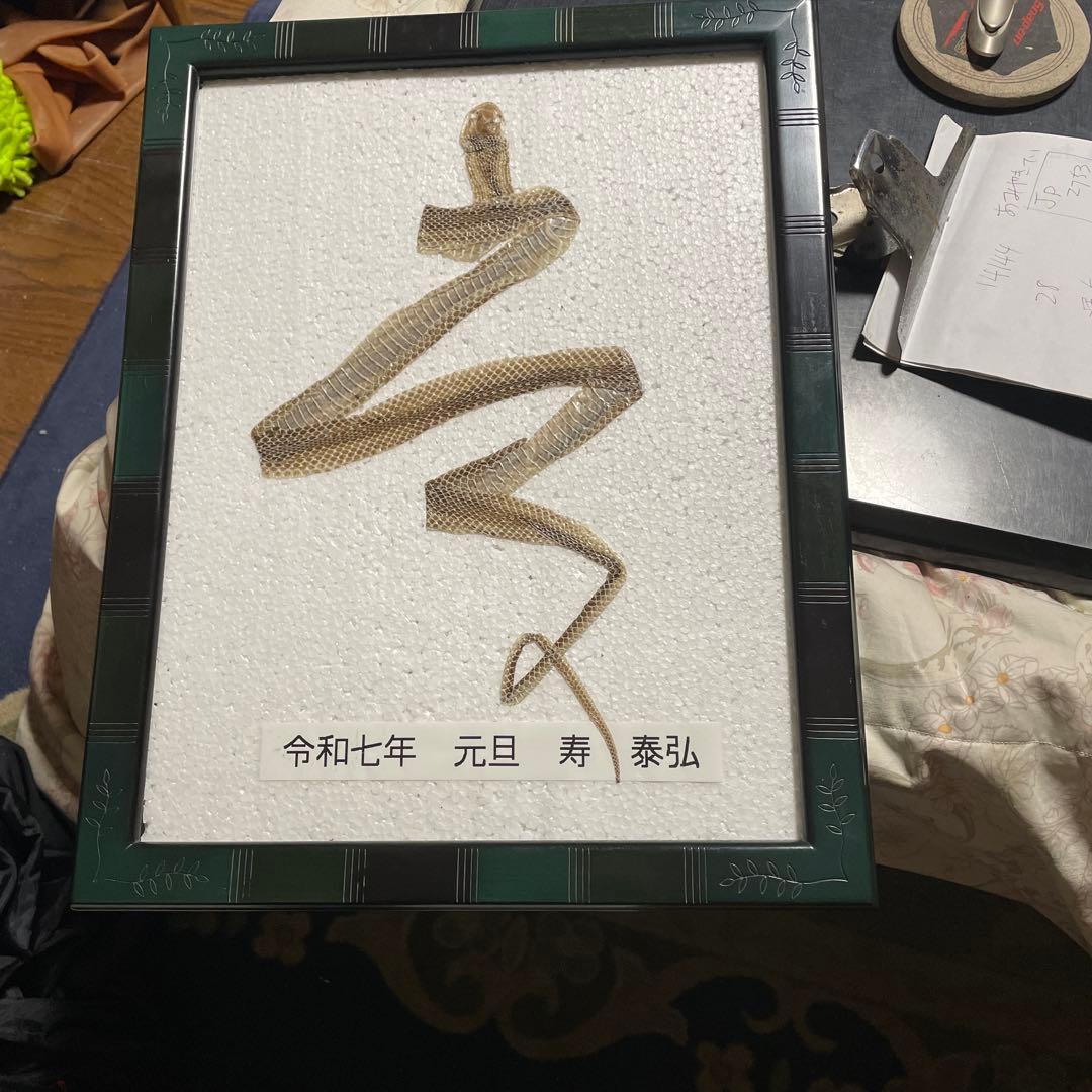 蛇　巳年　シマヘビ全長100cm 抜け殻　破れなし　商売繁盛　寿　運気上昇　金運