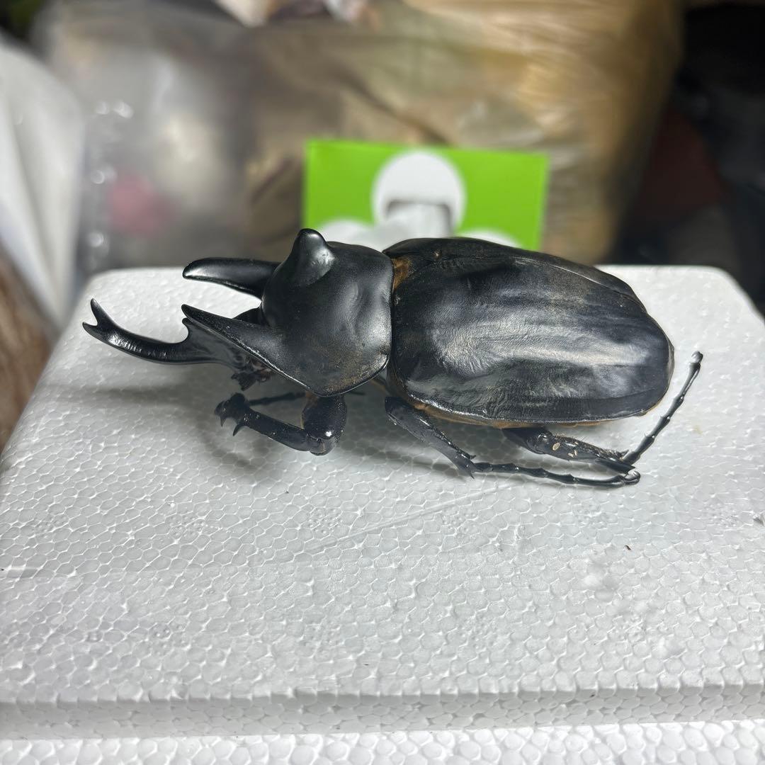 レックスゾウカブト