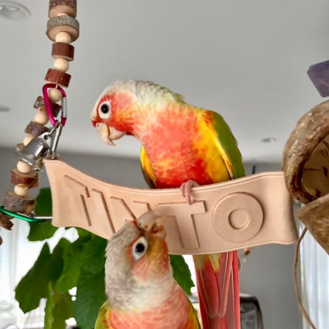 牛本革レザー【大きいネームプレート】オーダー受付ページ♡ネームタグ♡ペット鳥犬猫