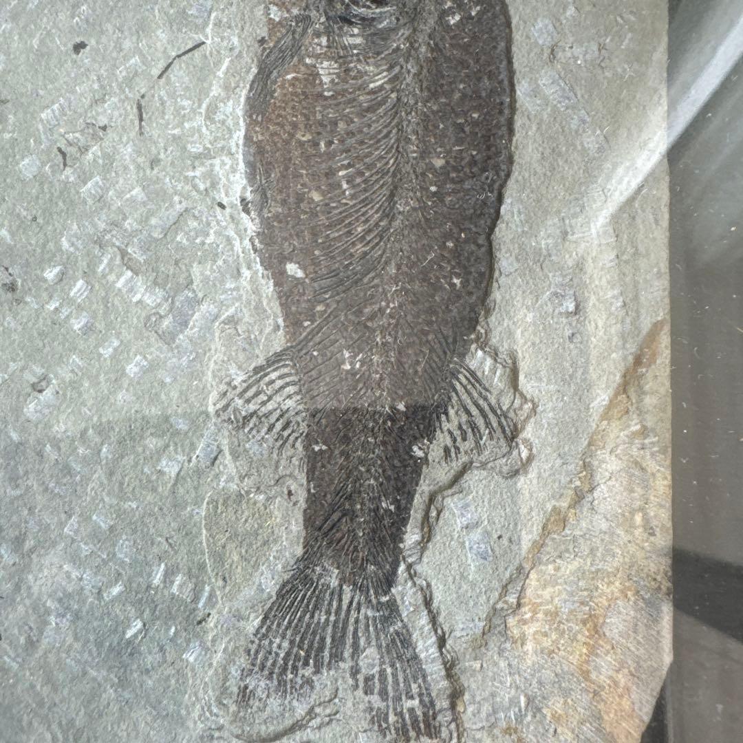 額装　魚の化石（Lophocephalus）約4千万年前 中国産