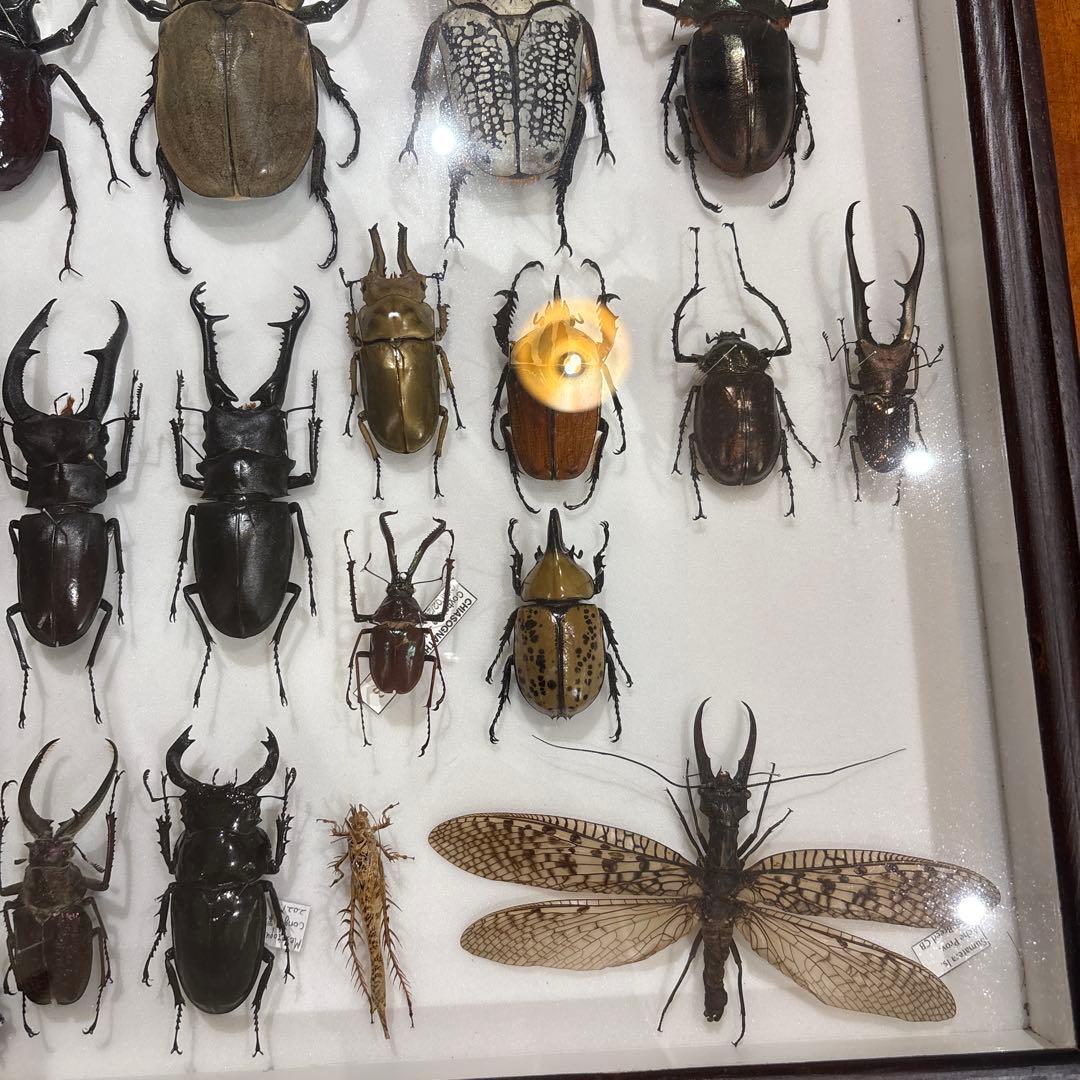 昆虫標本 標本箱 セット