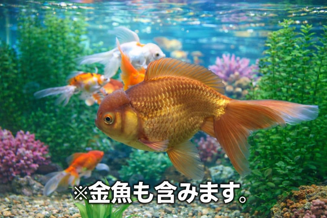 yymm　水槽フルセット ①