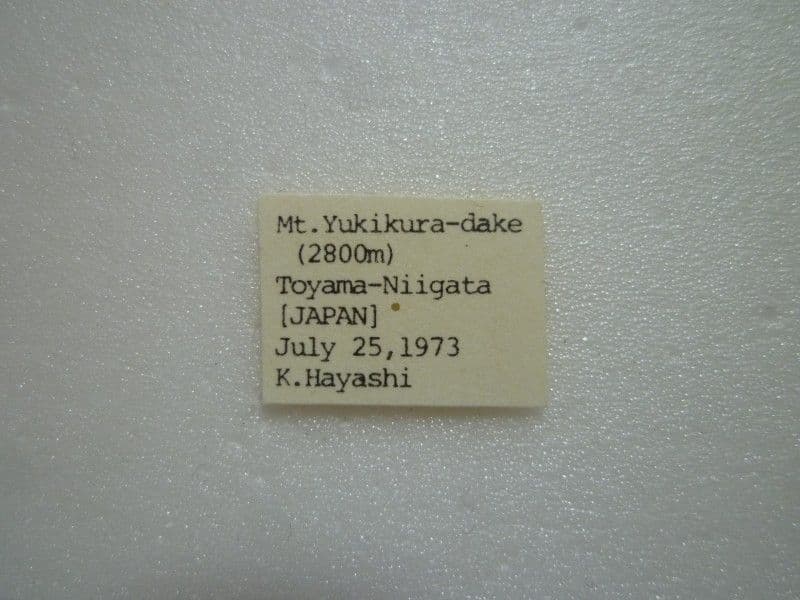 ま*る様 【国産蝶標本】タカネヒカゲ/富山県-新潟県.雪倉岳産/45mm