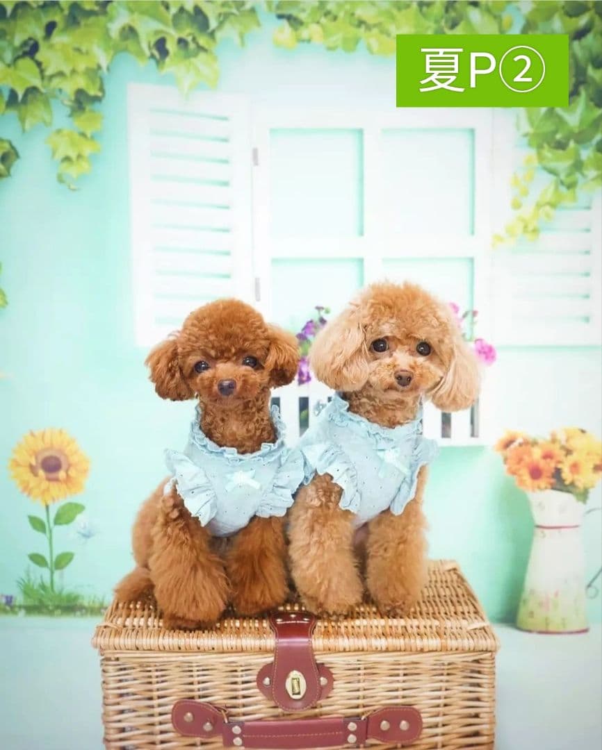 背景布【　スタジオ風　】　サンプル　ニューボーンフォト、ペット、ドール撮影用