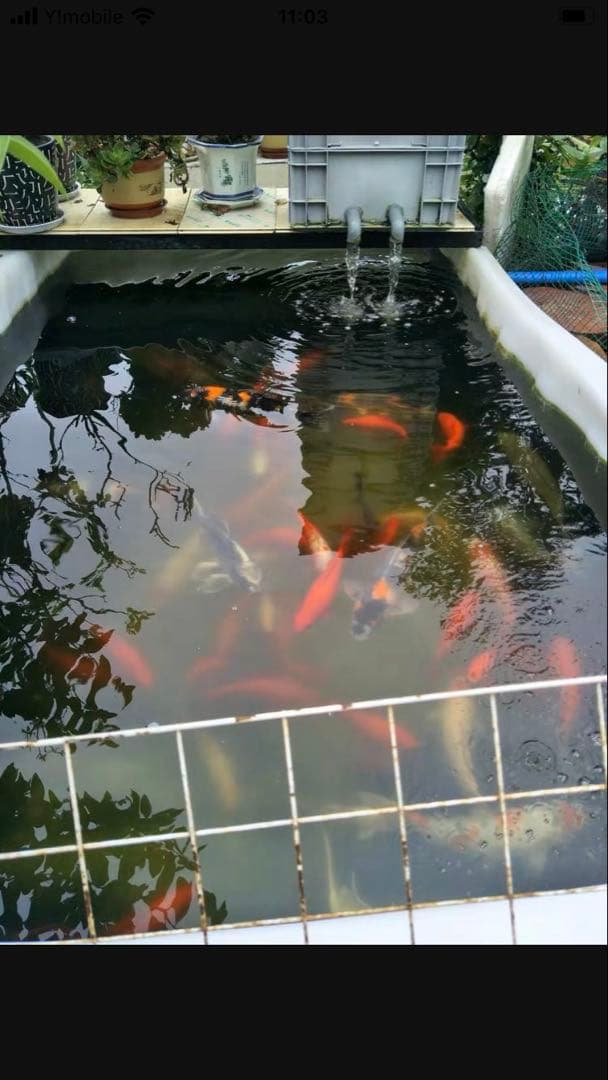 45w水中ポンプ付き万能濾過装置 池フィルター最高濾過装置(大自社製試しろ材付き