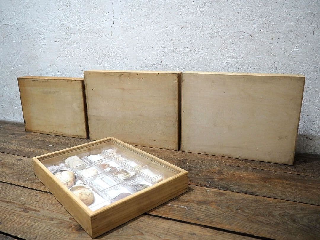 1391 ③蓋付 標本ケース(小1、大3)4個セット　貝殻　蝶々　トンボ　資料