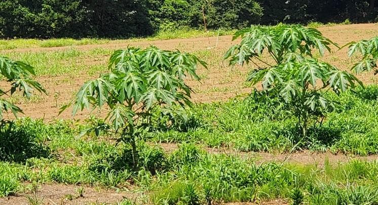 大容量　2800g　(国産・高品質)乾燥パパイヤの茎（無農薬・有機肥料）