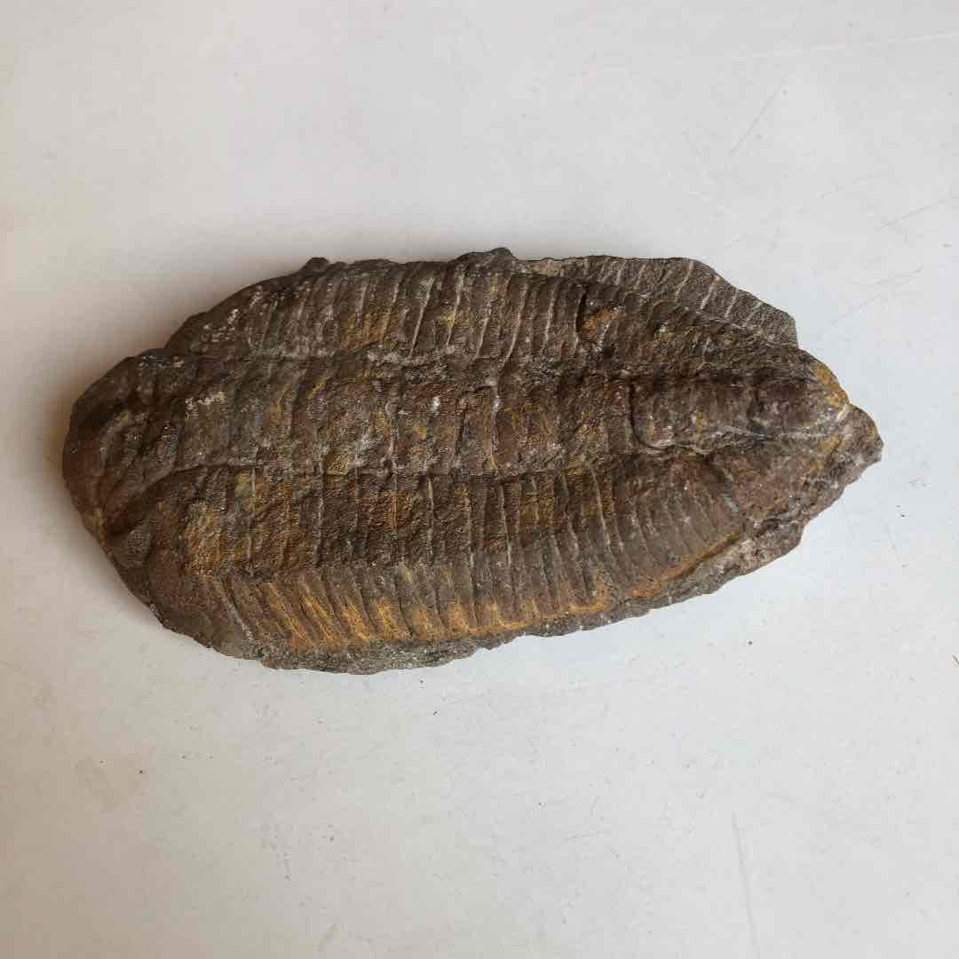 モロッコ産　三葉虫化石　現在輸出禁止です。