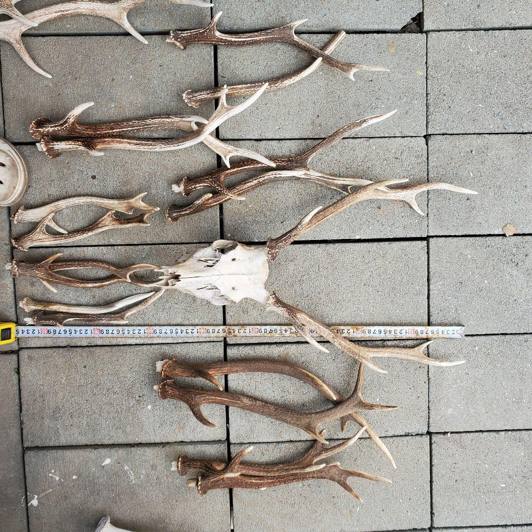 鹿の角　 インテリア　素材　工作