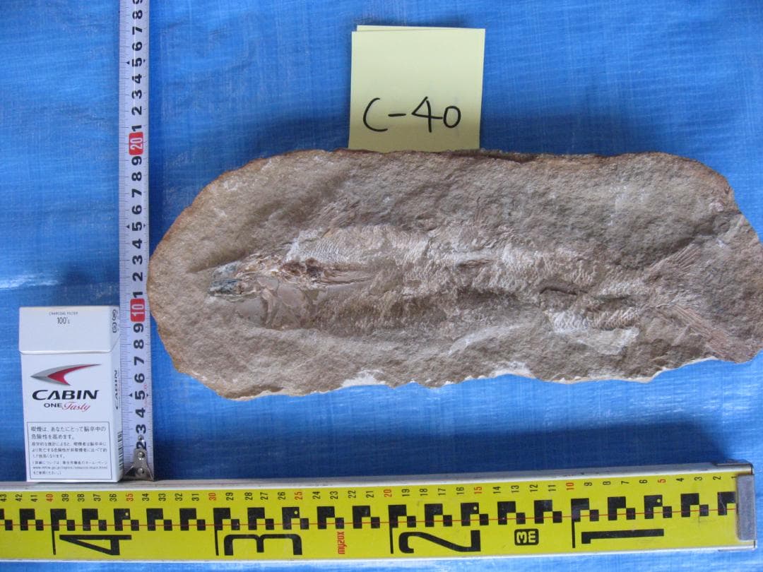 化石　C-40　C-30　C-17