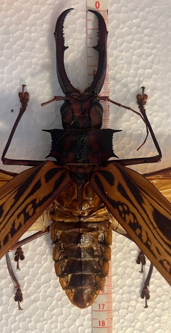 【開翅163mm】オオキバウスバカミキリ 標本 Macrodontia