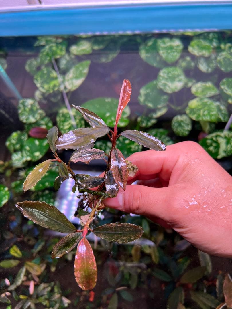 ブセファランドラｓｐ. ピンクバリエガータい斑入り 水中葉 3 株　3大