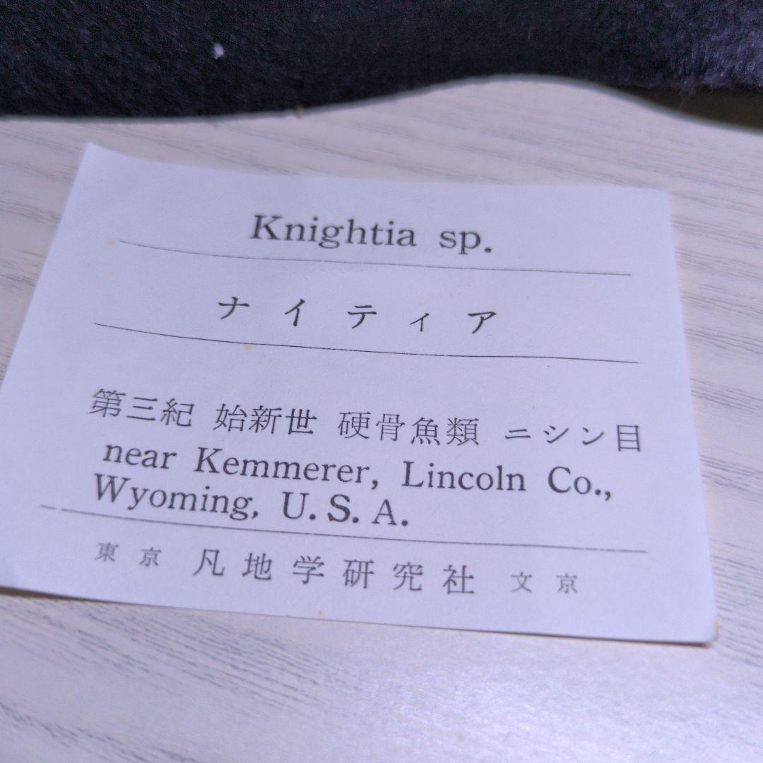 魚　化石　標本　群生標本　博物館