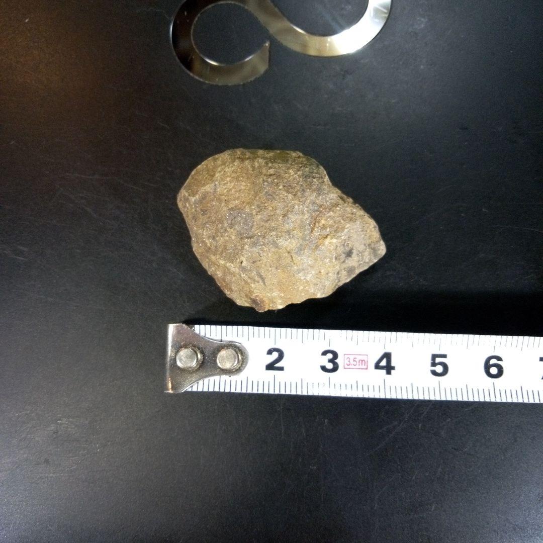 三葉虫　化石　ボリビア産　南アメリカ　trilobite　南米産fossil⑦