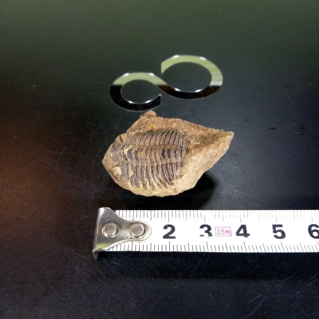 三葉虫　化石　ボリビア産　南アメリカ　trilobite　南米産fossil⑦