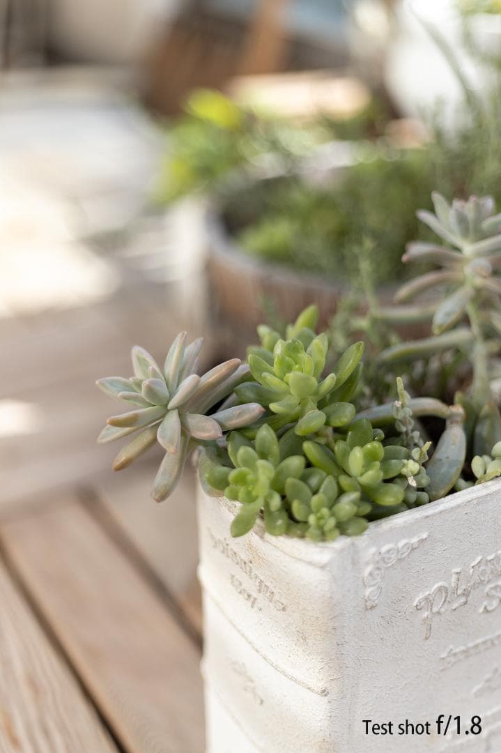 【美品】キヤノン Canon EF 50mm F1.8 II