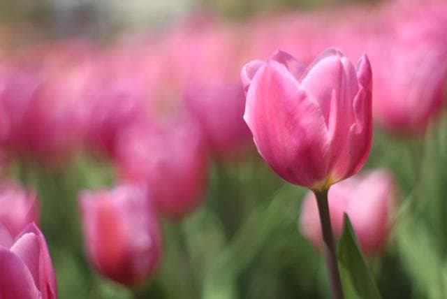 PENTAX SMC Takumar 55mm F1.8 宝石レンズ リングボケ