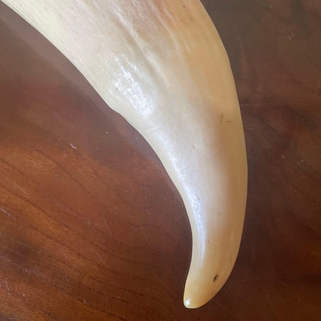 鯨の歯 約20cm 約440g クジラの歯
