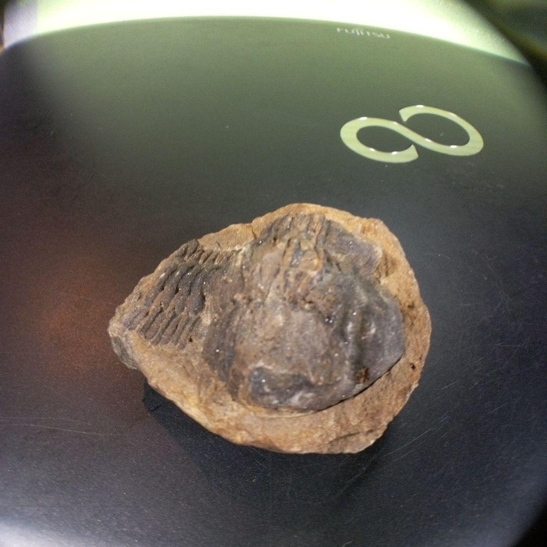 三葉虫　化石　fossil　ボリビア産　トライロバイト　Fossil番号⑩