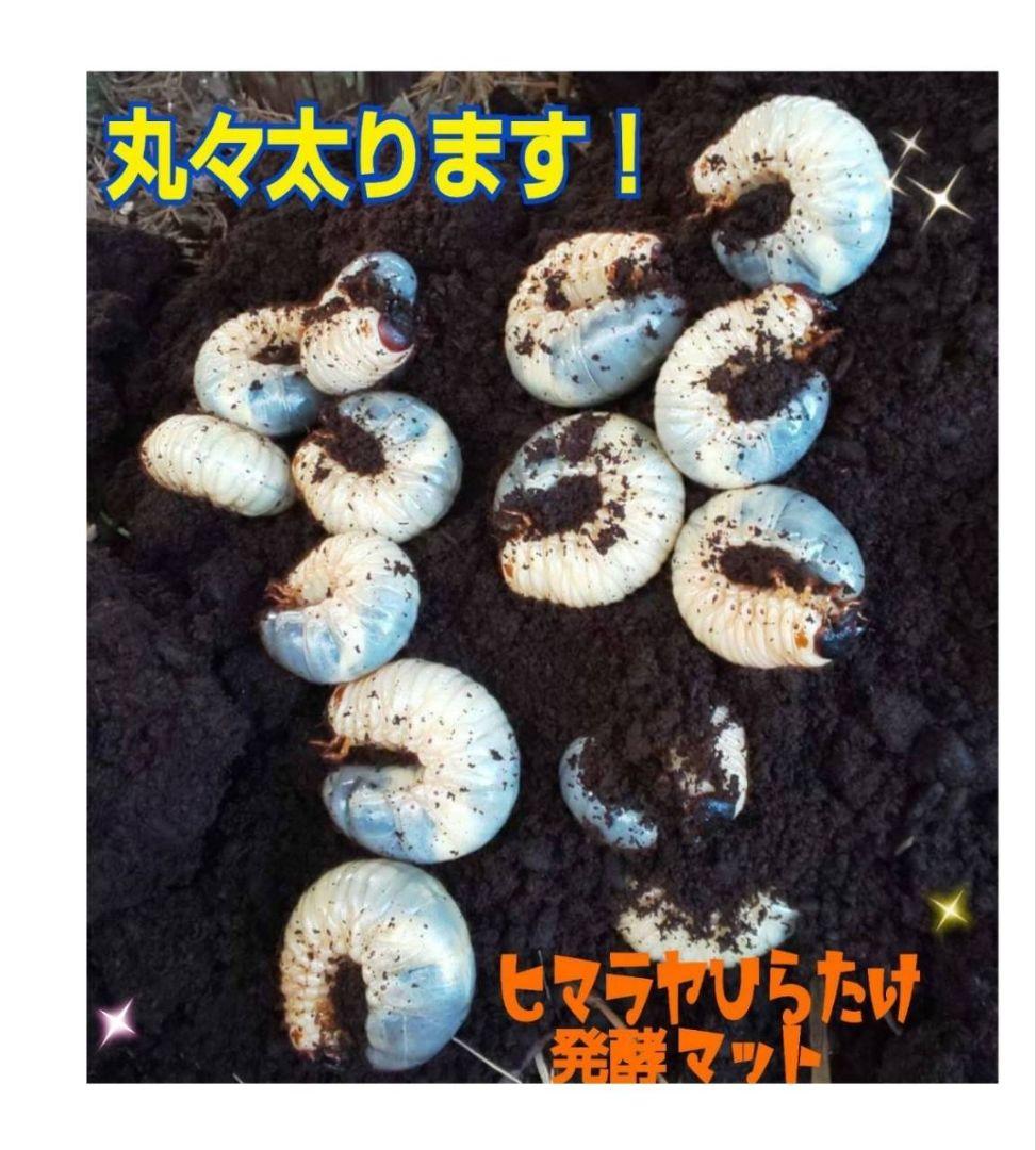 カブトムシ幼虫が大きくなる！発酵マット【たっぷり6袋】雑虫、コバエが湧かない！