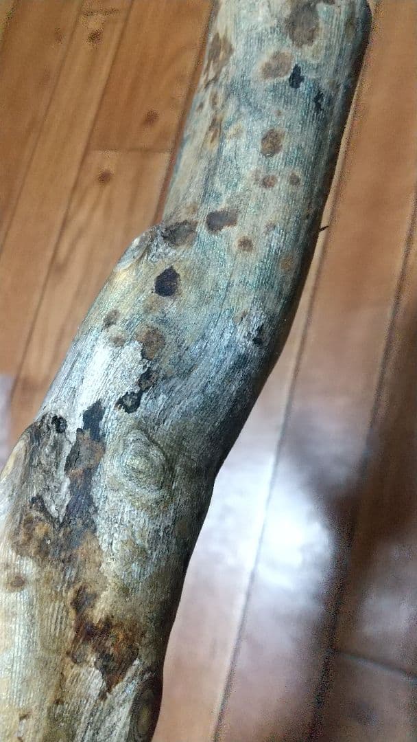 【弥生 6/5】深海松　レインボーコーラル　虹色珊瑚【大 650g】原木