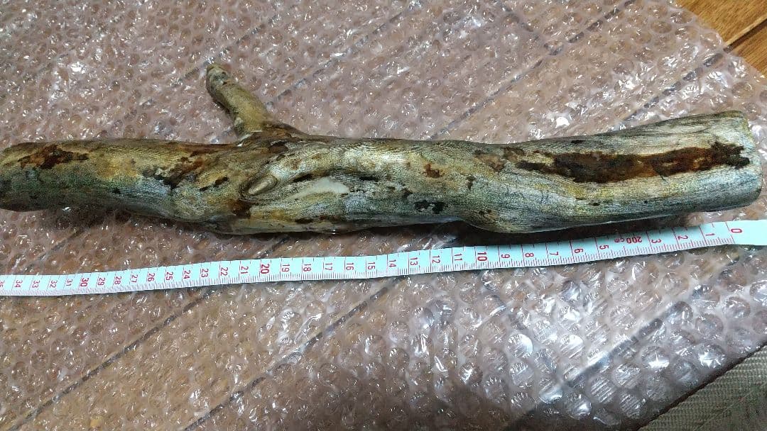 【弥生 6/5】深海松　レインボーコーラル　虹色珊瑚【大 650g】原木