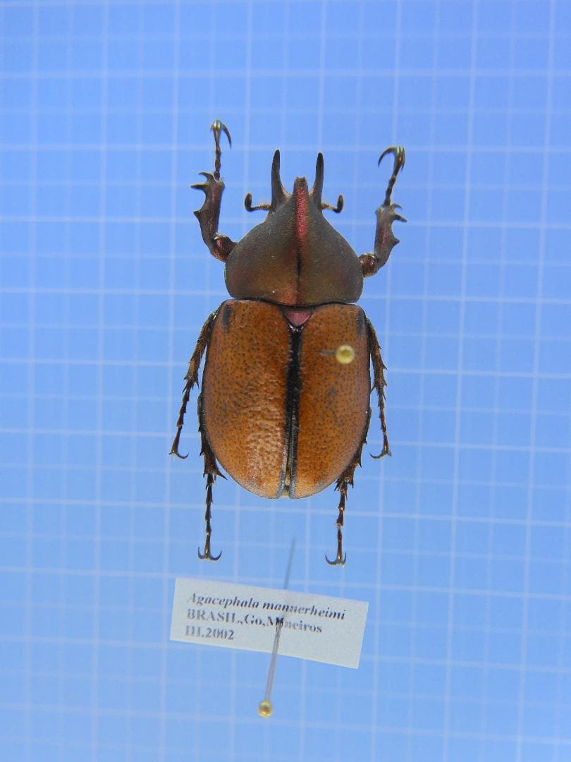 ブラジル産　ウルスカラカナヒナカブト　30mm